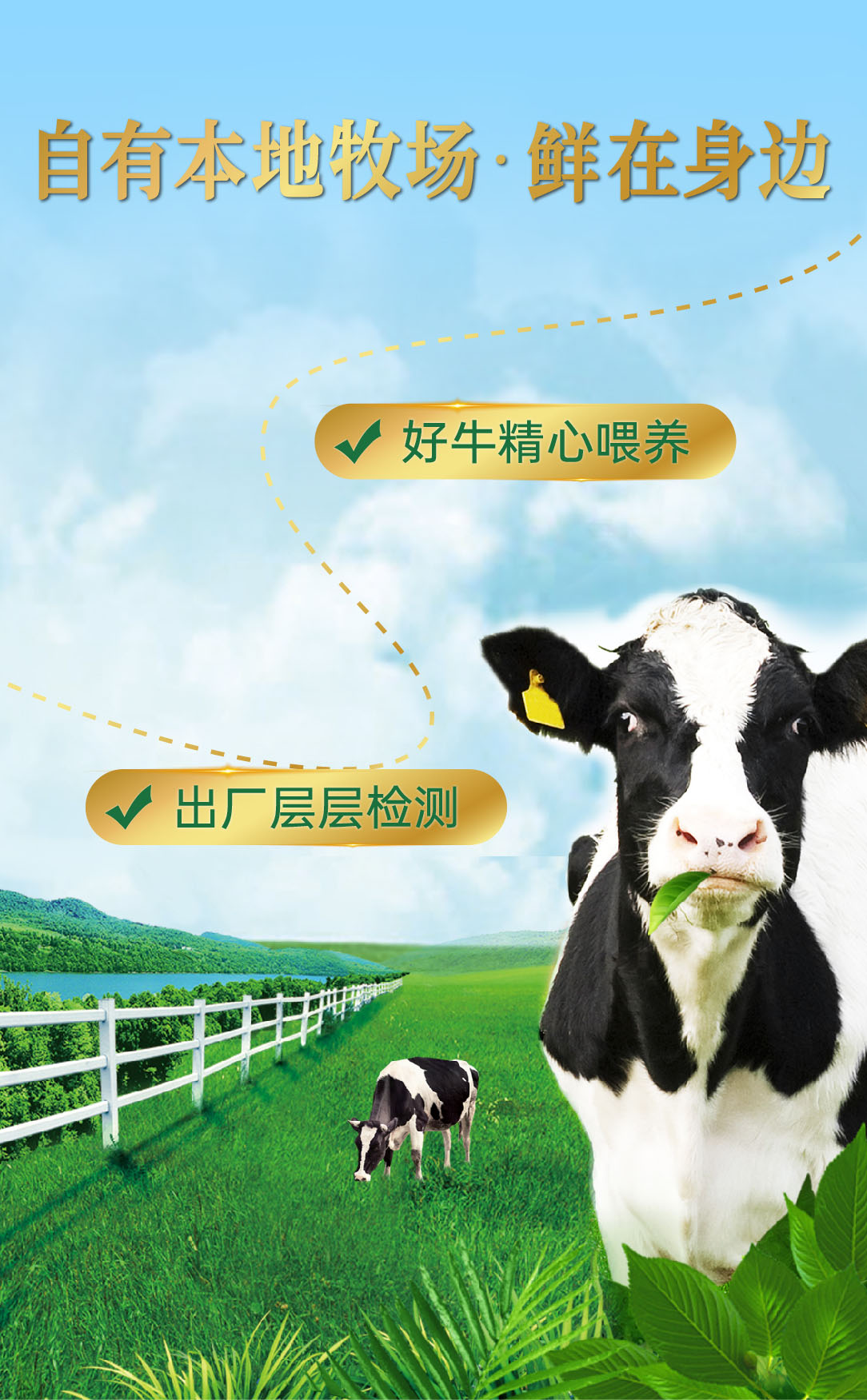 333牧場(chǎng)鮮牛奶-海報(bào)_畫(huà)板 1 副本 2(3).jpg